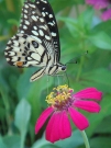 butterfly_eating_nectar