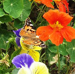 PikiWiki Israel 14383 Butterfly garden