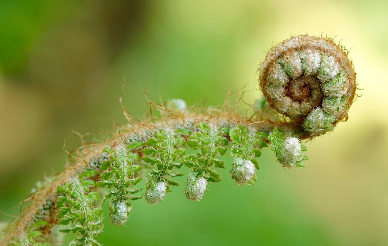 Novelty can be your perspective.  Is the a fern unfolding or a nautilus leaving a trail?