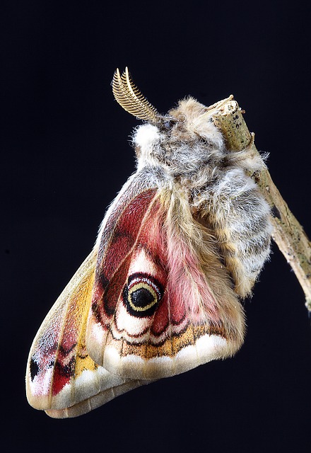 partially emerging moth 3961840 640
