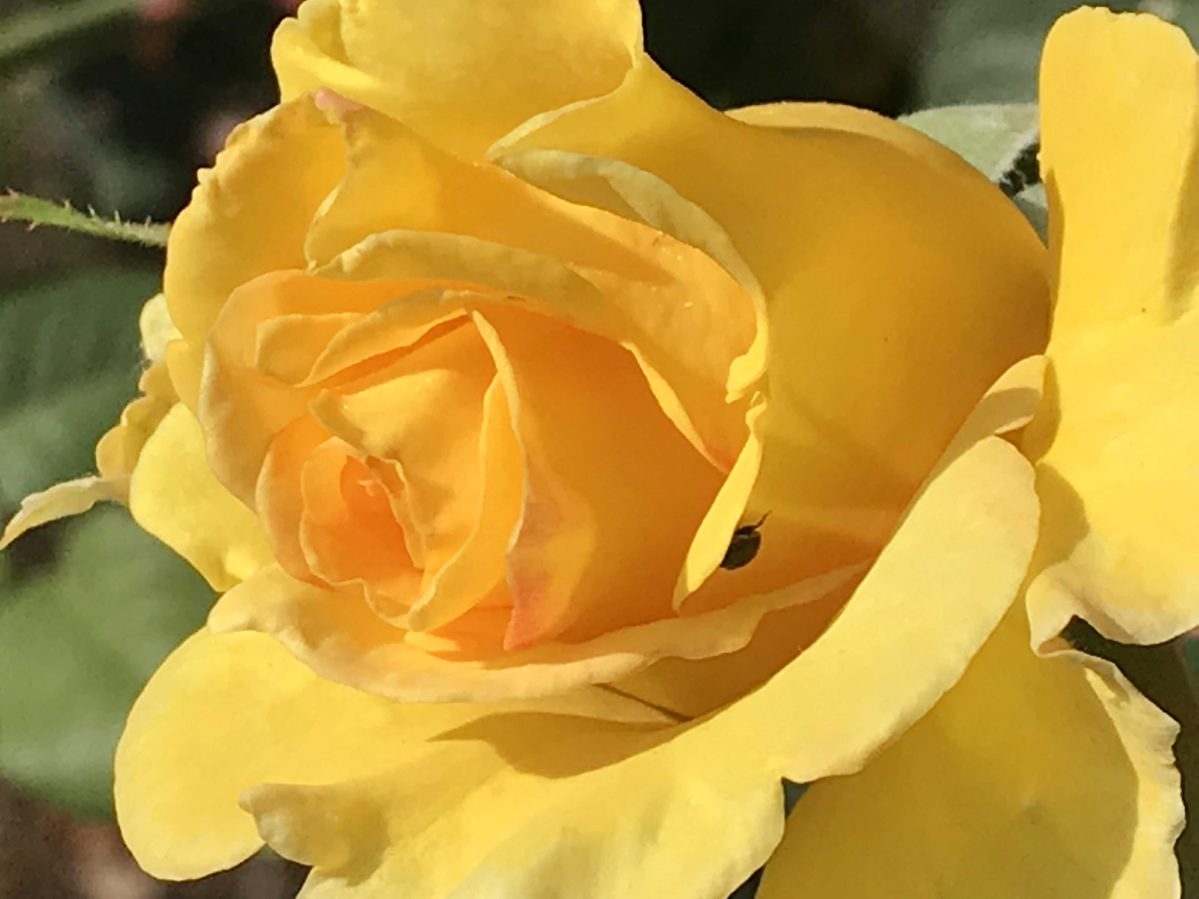 yellow rose with insect